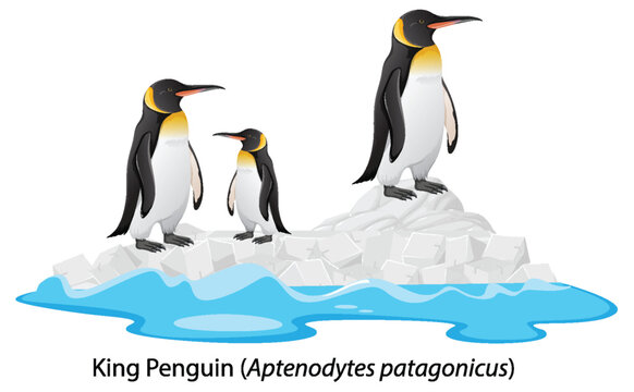 King penguin cartoon on the rock