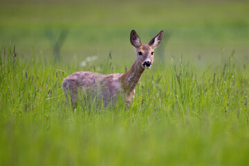 Rehe in der Wiese