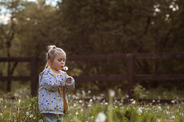 Naklejka premium Happy beautiful girl of 3 years blowing on a dandelion on a sunny summer evening. A child in the fresh air, in nature. The setting sun.