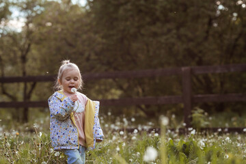 Naklejka premium Happy beautiful girl of 3 years blowing on a dandelion on a sunny summer evening. A child in the fresh air, in nature. The setting sun.