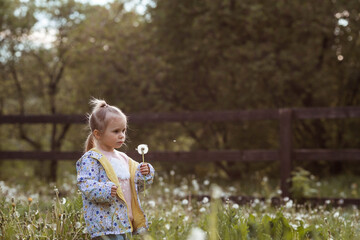 Happy beautiful girl of 3 years blowing on a dandelion on a sunny summer evening. A child in the fresh air, in nature. The setting sun.