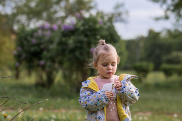 Happy beautiful girl of 3 years blowing on a dandelion on a sunny summer evening. A child in the fresh air, in nature. The setting sun.