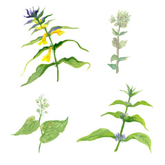 set of forest plants and flowers on a white background.