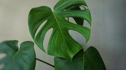 spraying monstera with water from a spray bottle © MarsiWWW