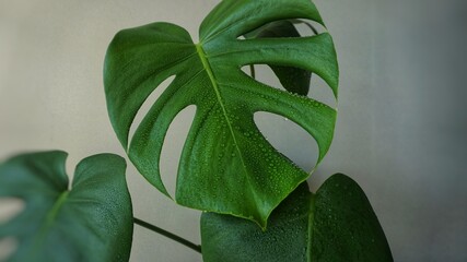 spraying monstera with water from a spray bottle