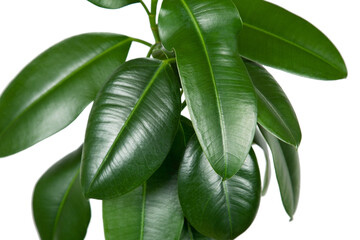 Ficus elastica, leaves close-up on a white
