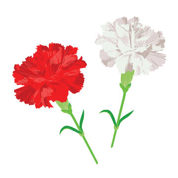 White and red carnation isolated on a white background. Vector clip art for greeting cards for Valentine's Day, Mother's Day. Flowers for wedding decor.