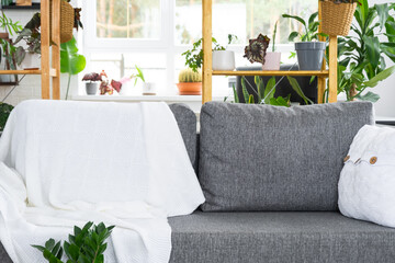Shelving with a group of indoor plants in the interior room white loft, grey sofa, cozy plaid, carpet. Houseplant Growing and caring for indoor plant, green home