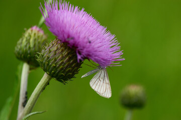 Hartheu-Spanner (Siona lineata) an Distel