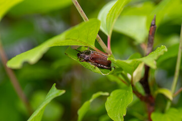 May beetle between green leaves