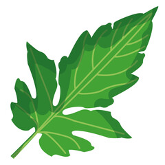 Tomato leaf green illustration