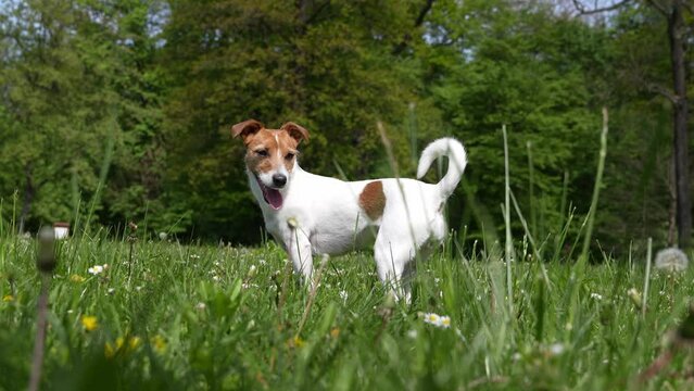 Cute active dog walking at green grass in park at summer day. Jack Russell Terrier portrait outdoors