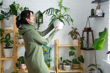 Large philodendron elegance with carved leaves in the hands of woman in the interior of a green...