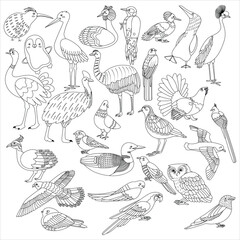 Big set of birds. Line art. Vector illustration.