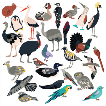 Big set of birds. Flat vector illustration.