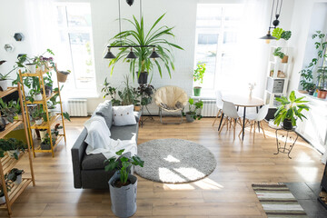 Shelving with a group of indoor plants in the interior room white loft, grey sofa, cozy plaid, carpet. Houseplant Growing and caring for indoor plant, green home