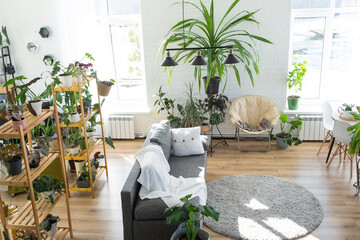 Shelving with a group of indoor plants in the interior room white loft, grey sofa, cozy plaid, carpet. Houseplant Growing and caring for indoor plant, green home