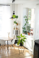 The interior of the house with large windows and home plants round table, chairs, white loft. Houseplant caring for indoor plant, green home