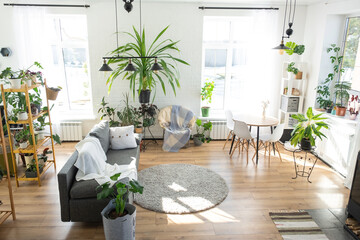 Shelving with a group of indoor plants in the interior room white loft, grey sofa, cozy plaid, carpet. Houseplant Growing and caring for indoor plant, green home
