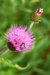 Trauer-Rosenkäfer ( Oxythyrea funesta ) auf Distel