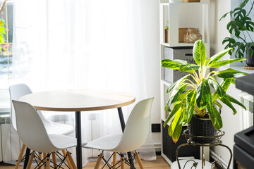 The interior of the house with large windows and home plants round table, chairs, white loft. minimalism, white curtain