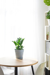 Zamioculcas close-up in the interior on a table in a planter on a white background of a window with a curtain. Houseplant Growing and caring for indoor plant, green home. Minimalism