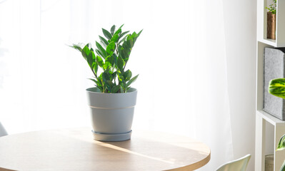 Zamioculcas close-up in the interior on a table in a planter on a white background of a window with a curtain. Houseplant Growing and caring for indoor plant, green home. Minimalism