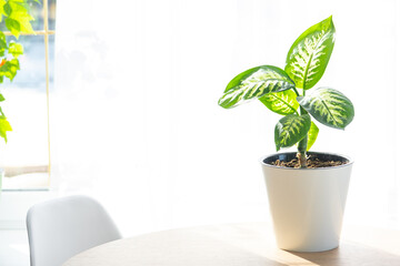 Dieffenbachia Tropic Snow close-up in the interior on a round table in pot on a white background of a window with a curtain. Houseplant Growing and caring for indoor plant, green home. Minimalism