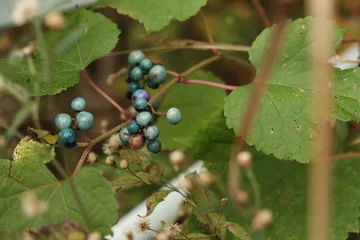 ノブドウの実 © rei