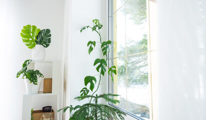 The interior of the house with large windows with a layout and home plants with a monstera minima vine on the slope. Houseplant caring for indoor plant, green home © Ольга Симонова