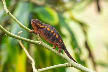 Beautiful colourful chameleon endangered species from Madagascar