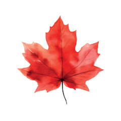 Beautiful watercolor red maple leaf Canada day white background.
