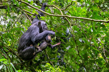 Mother and baby chimpanzees, pan troglodytes, swinging in the tropical rainforest of Kibale...