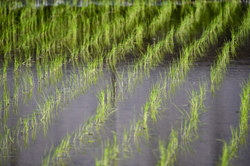 田植えが終わった田んぼ