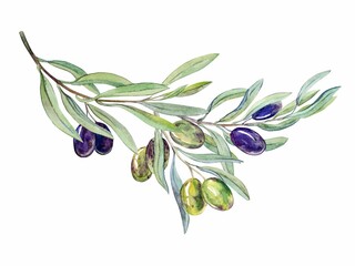 Obraz premium Watercolor illustration. A long curved branch with green and black olives and leaves on a white background. Hand-painted floral illustration. For design, printing and fabric, oil packaging, soap.