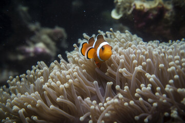 Naklejka na ściany i meble Generatife AI. a clownfish on a sea anemone