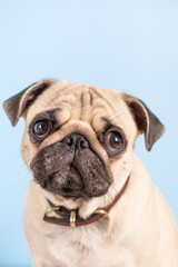 Pug on a blue background. Sweet dog.