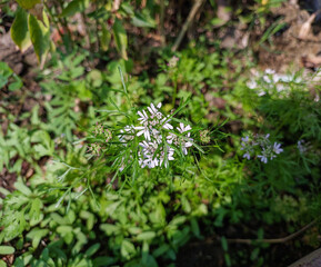Green coriander farming, kitchen gardening background, fresh organic herbs, nature photography, healthy eating ingredients