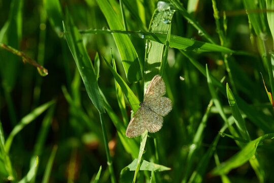 Marmorierter Kleinspanner (Scopula immorata)	