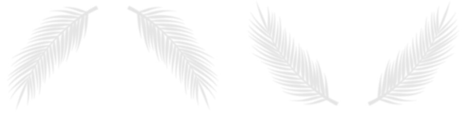 Set Of Palm Leaf Shadows