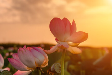 Sunrise in the field of lotuses, Pink lotus Nelumbo nucifera swa