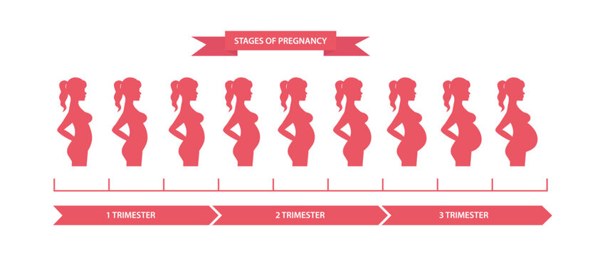 Pregnant woman silhouette, stages of pregnancy