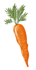 Carotte, légumes format vectoriel, fond transparent, clipart