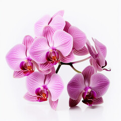 Orchid flowers isolated on white background. Generatived Ai