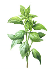 fresh basil isolated on white