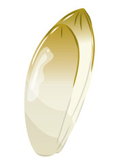 Endive, format vectoriel, fond transparent