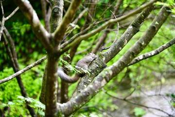 Fototapeta premium 鎌倉のアジサイ寺