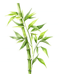 Fototapeta premium bamboo isolated on white