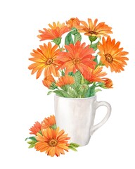 Bouquet of calendula in a white porcelain cup. Bright merigold flowers. Watercolor illustration. Tea packaging design. - obrazy, fototapety, plakaty