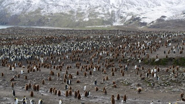 A giant King Penguin Colony at Gold Harbour, South Georgia Island. 